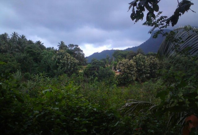 Nature